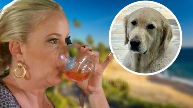 Archie, le chien de Shannon Beador, BRUTALEMENT ATTAQUÉ !